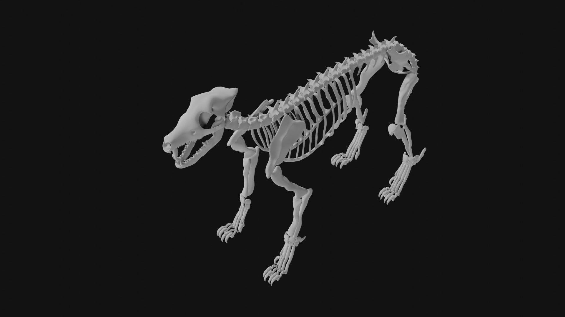 Wolf skeleton 3D model_4