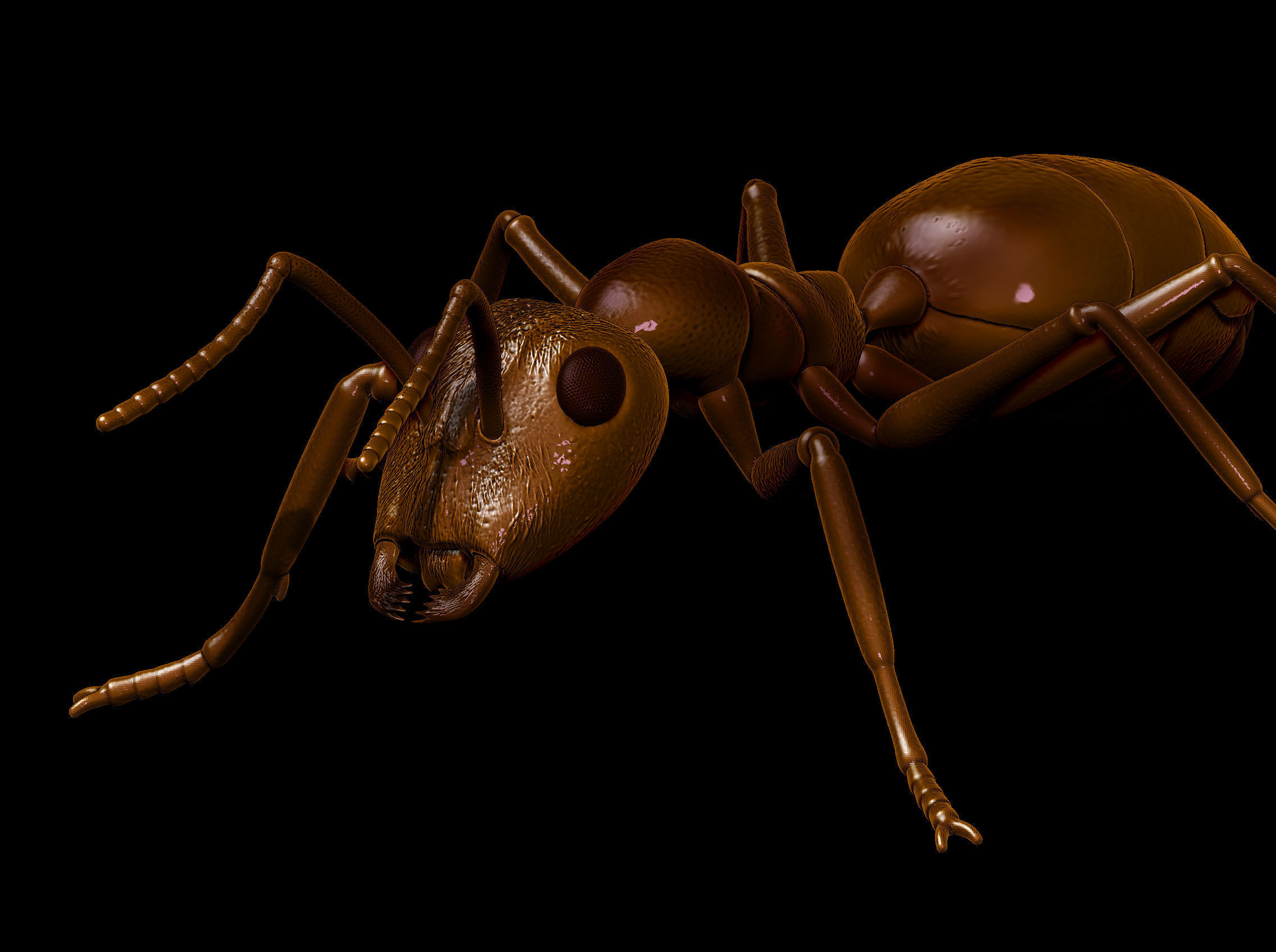 Ant  different poses 3D print model_4
