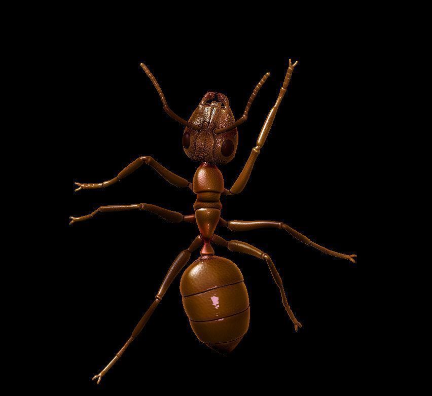 Ant  different poses 3D print model_1