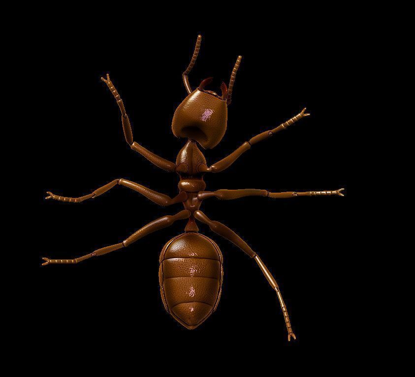 Ant  different poses 3D print model_6