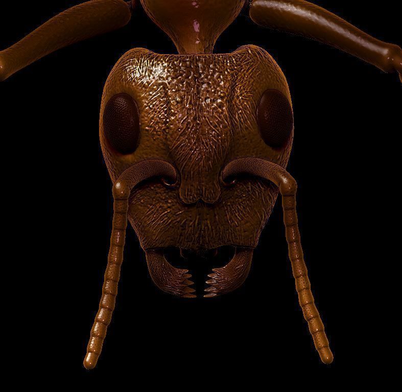 Ant  different poses 3D print model_2