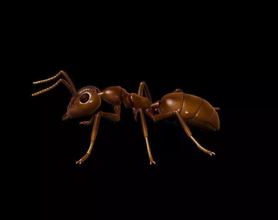 Ant  different poses 3D print model_0