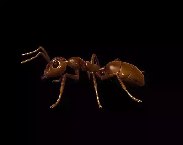 Ant  different poses 3D print model