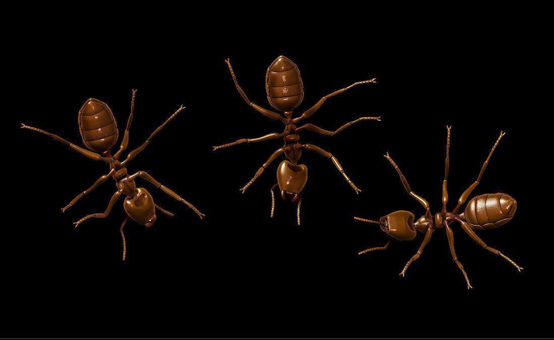 Ant  different poses 3D print model_7
