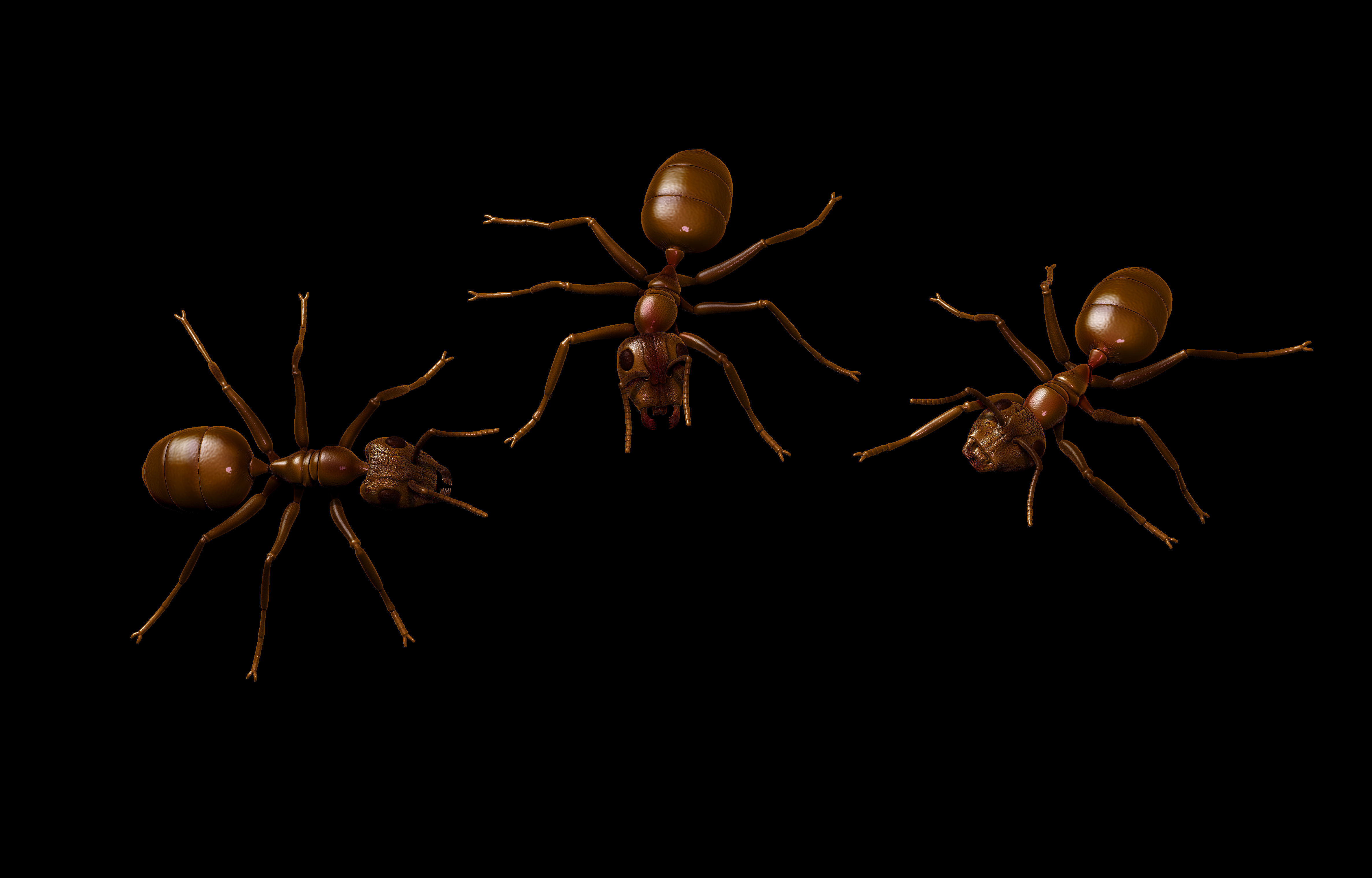 Ant  different poses 3D print model_5