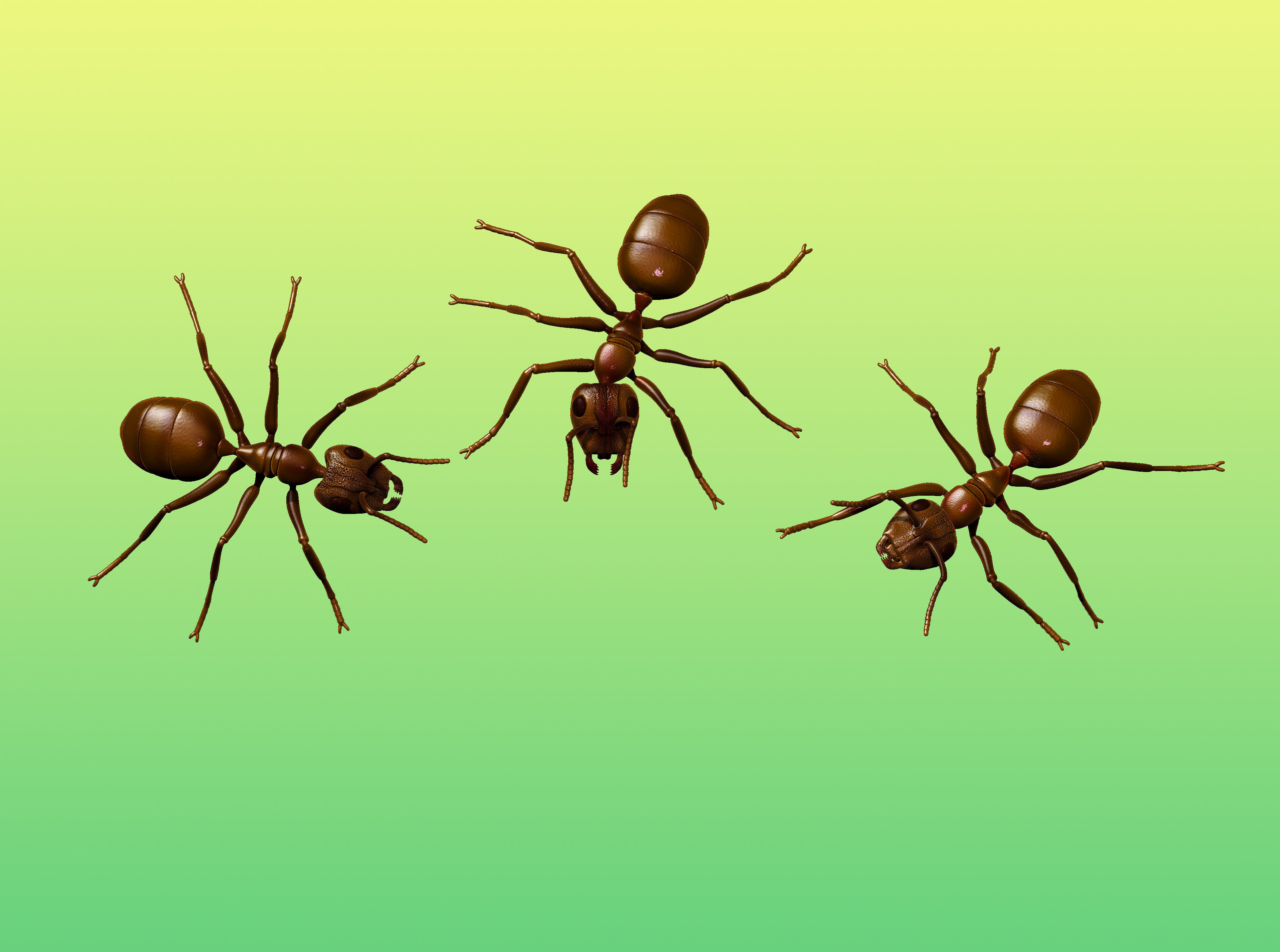 Ant  different poses 3D print model_3