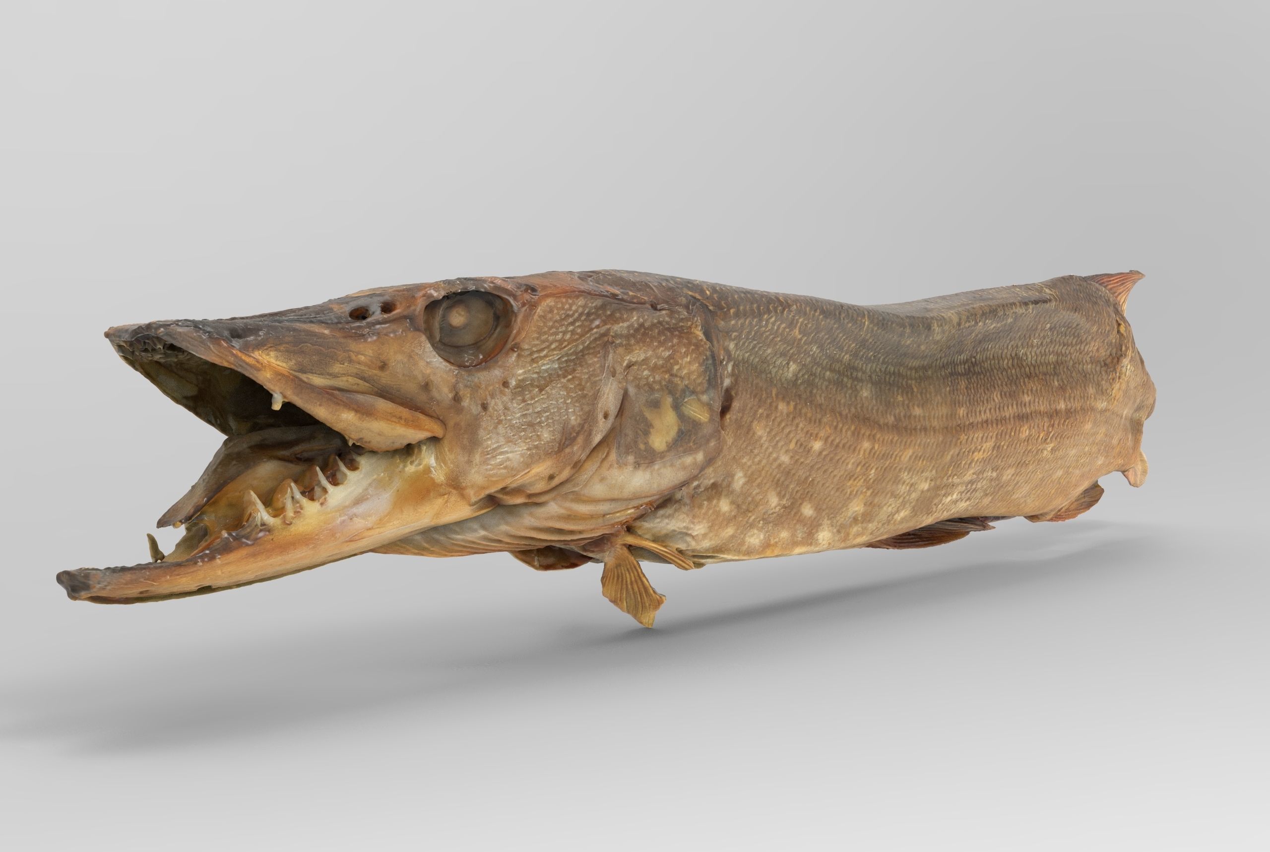 Pike cold smoked Low-poly 3D model_7
