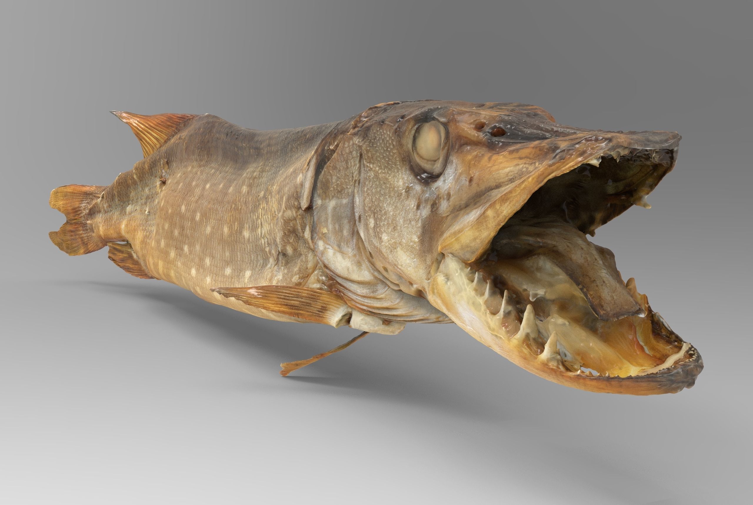 Pike cold smoked Low-poly 3D model_3