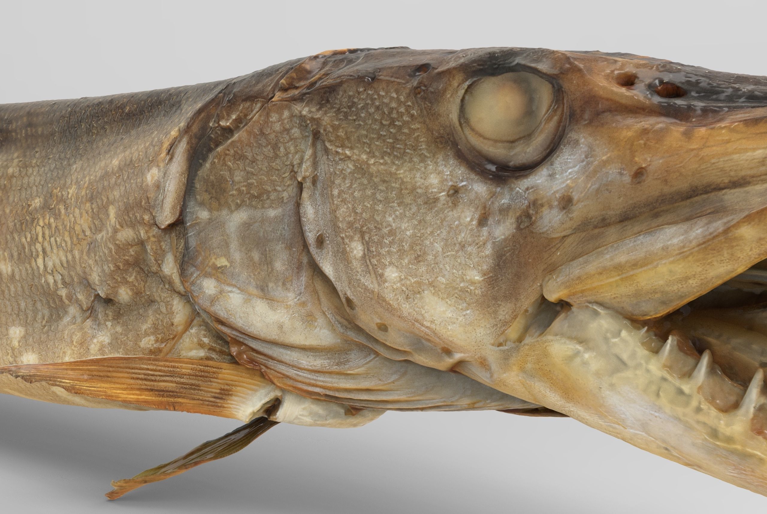 Pike cold smoked Low-poly 3D model_5