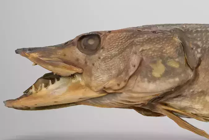 Pike cold smoked Low-poly 3D model