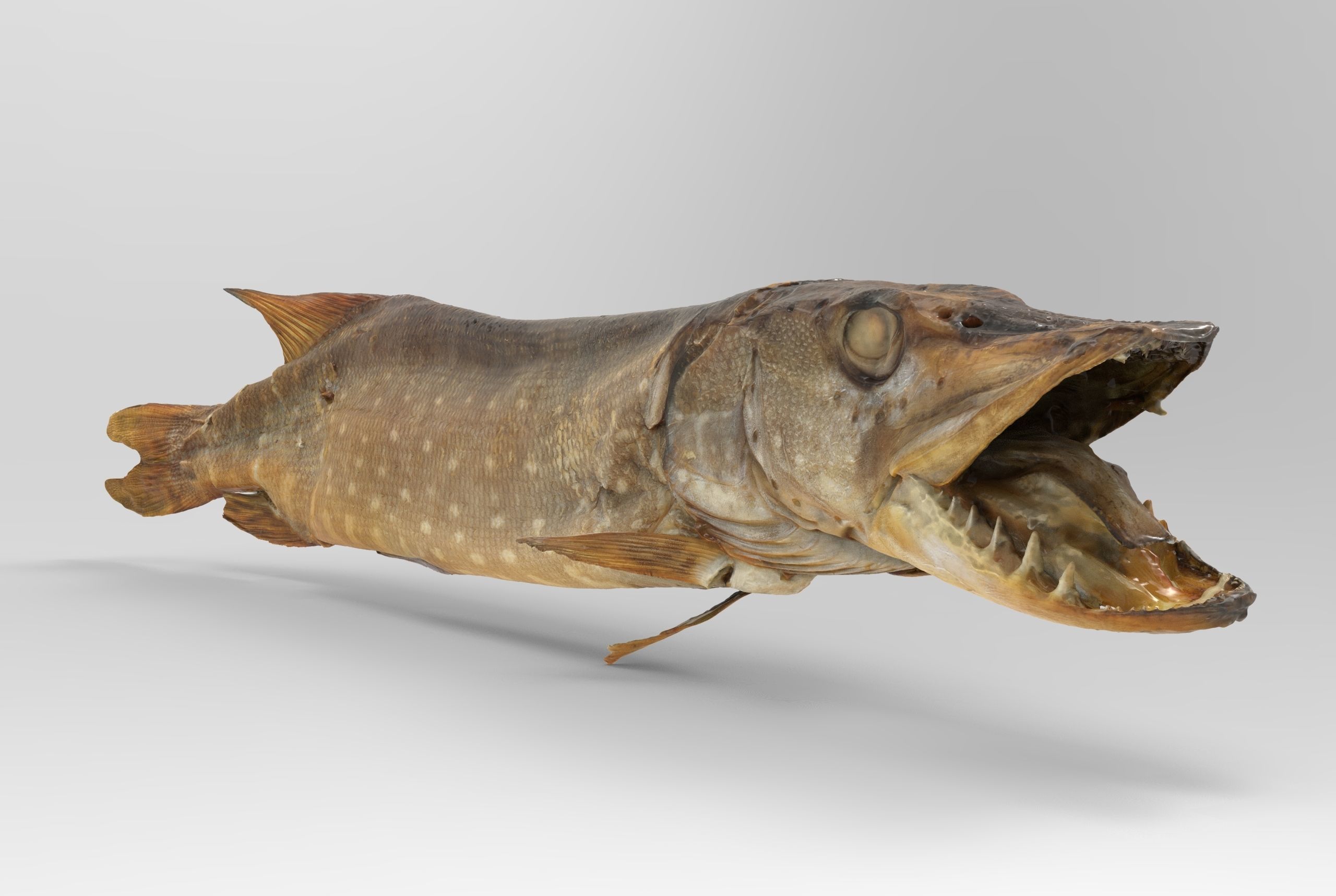 Pike cold smoked Low-poly 3D model_6