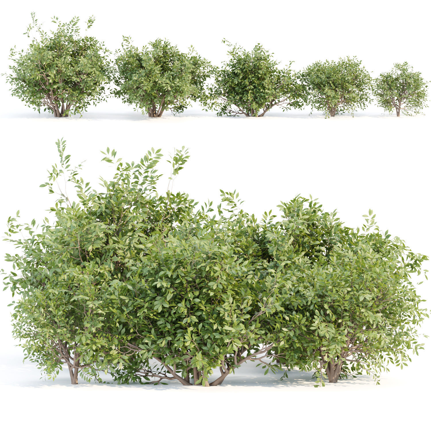 Bushes collection vol 154 3D model_6