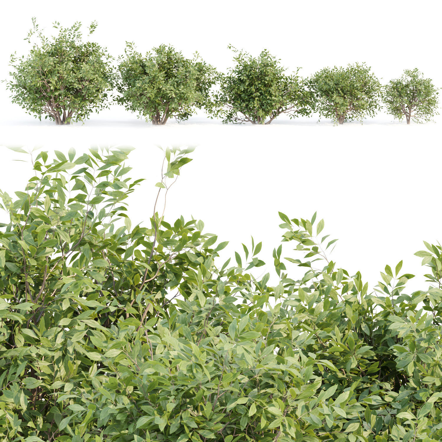 Bushes collection vol 154 3D model_1