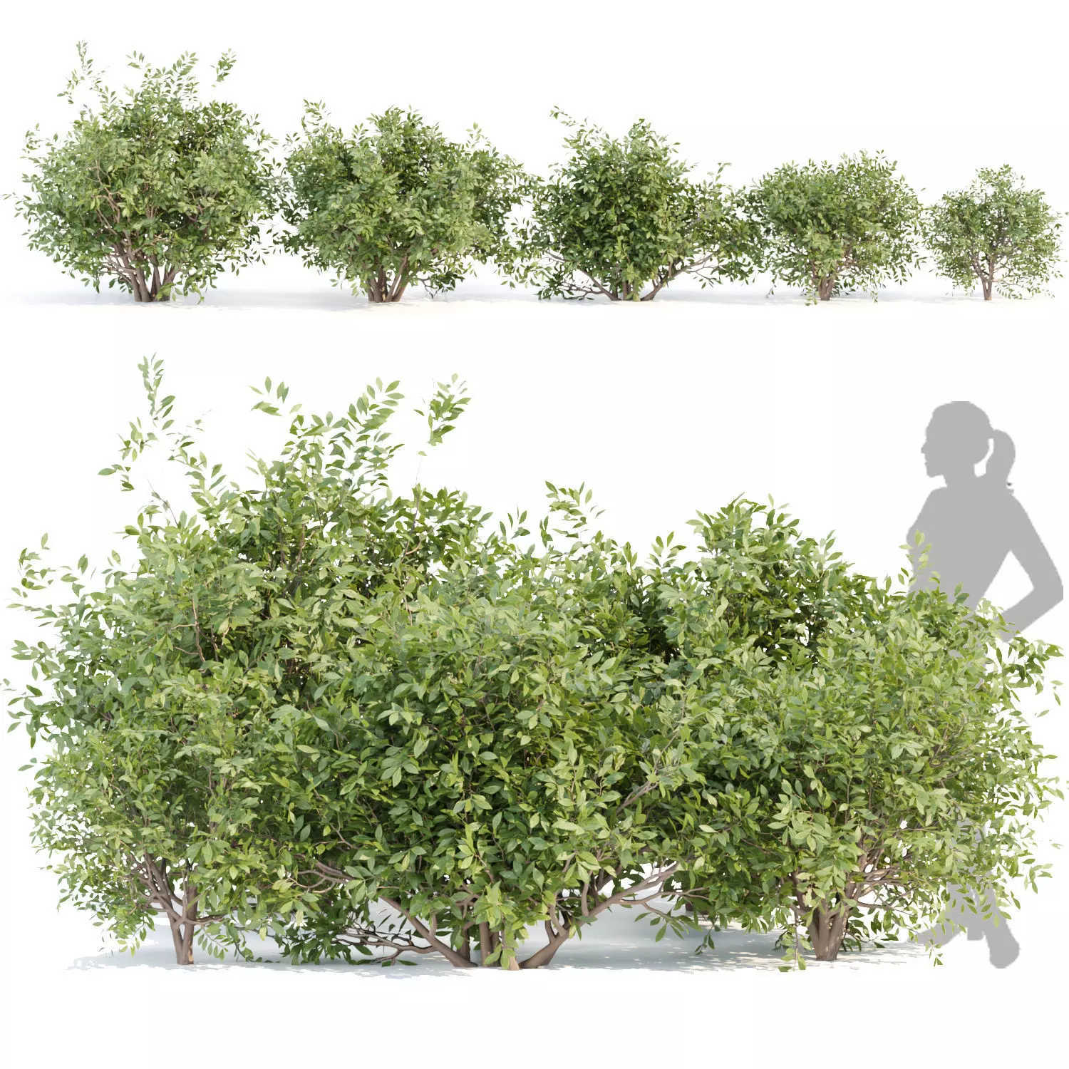 Bushes collection vol 154 3D model_0