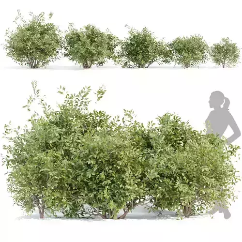 Bushes collection vol 154 3D model