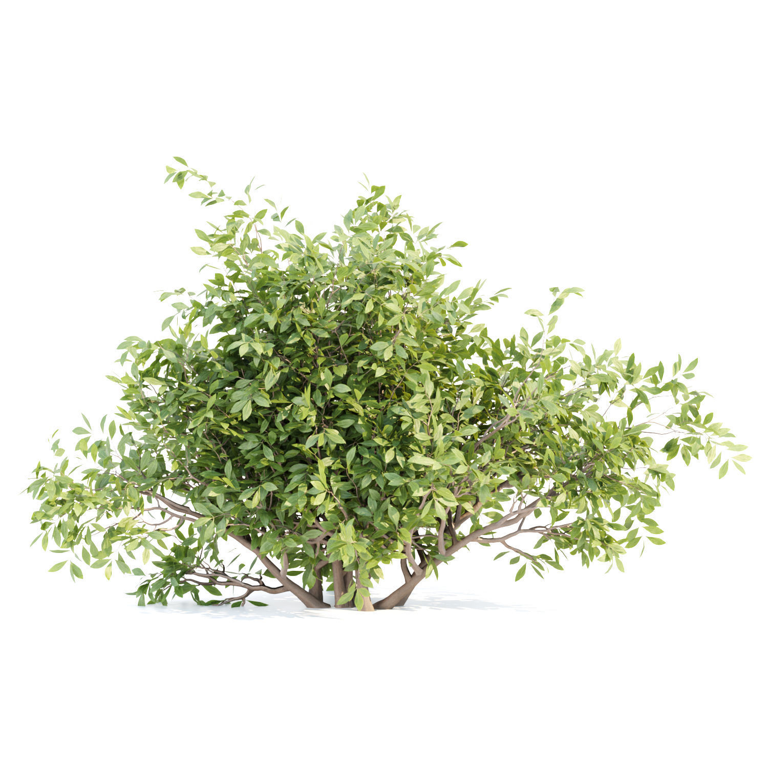 Bushes collection vol 154 3D model_4