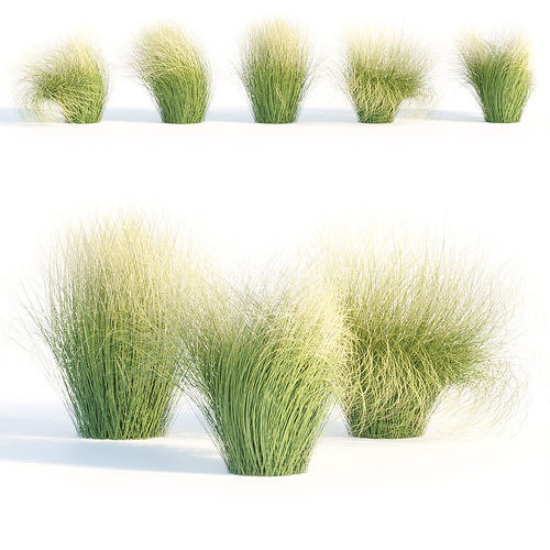 Maram Grass collection vol 155 3D model 5