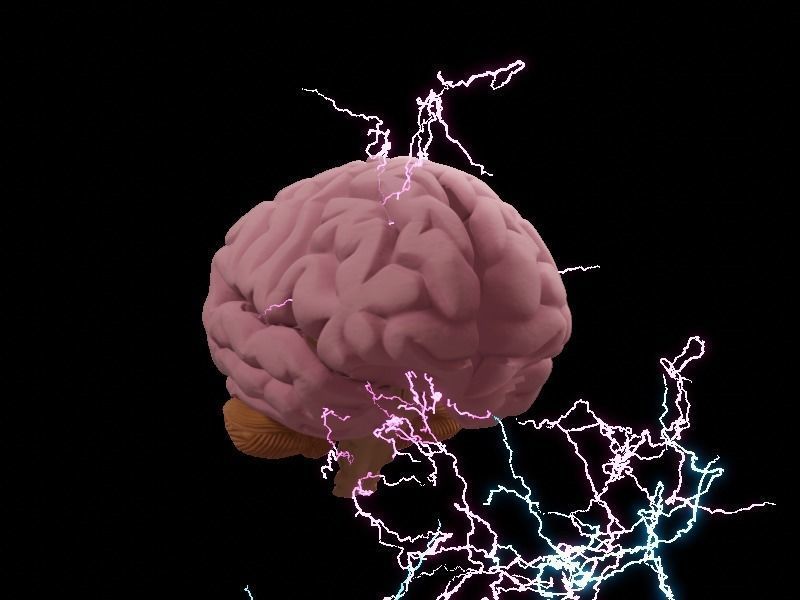 Animated Brain 3d model  Low-poly 3D model_1