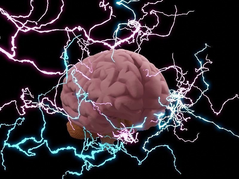 Animated Brain 3d model  Low-poly 3D model_4