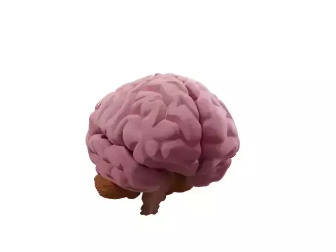 Animated Brain 3d model  Low-poly 3D model
