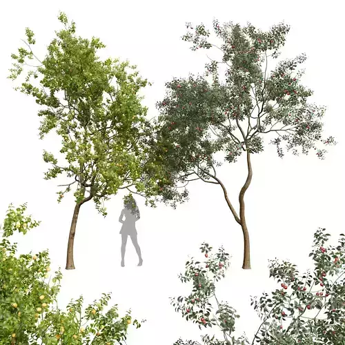 Armeniaca Vulgaris Prunus Cerasus Pseudocerasus Cherry Free 3D model