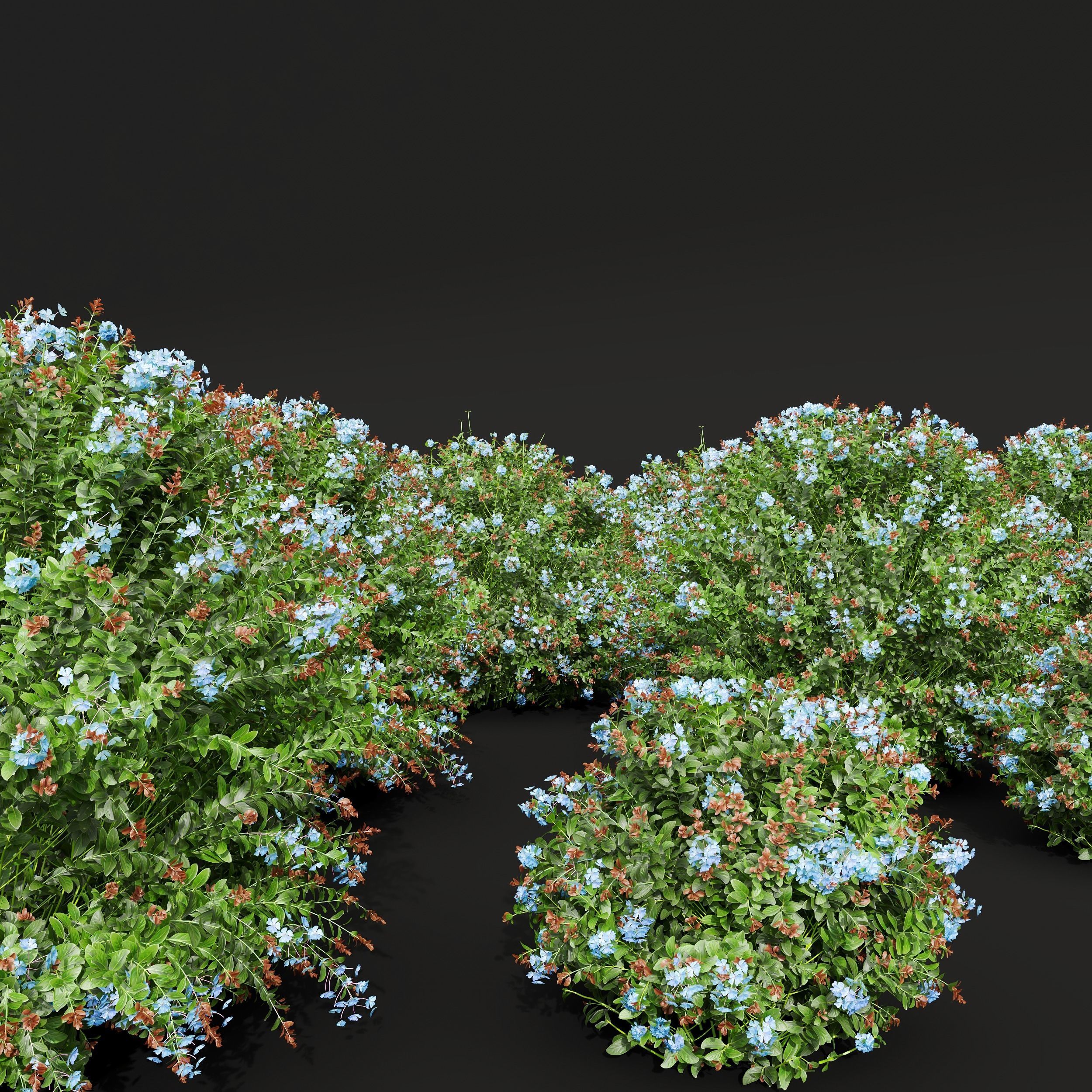 Ceratostigma Plumbaginoides Bleiwurz Box Bush 3D model_1