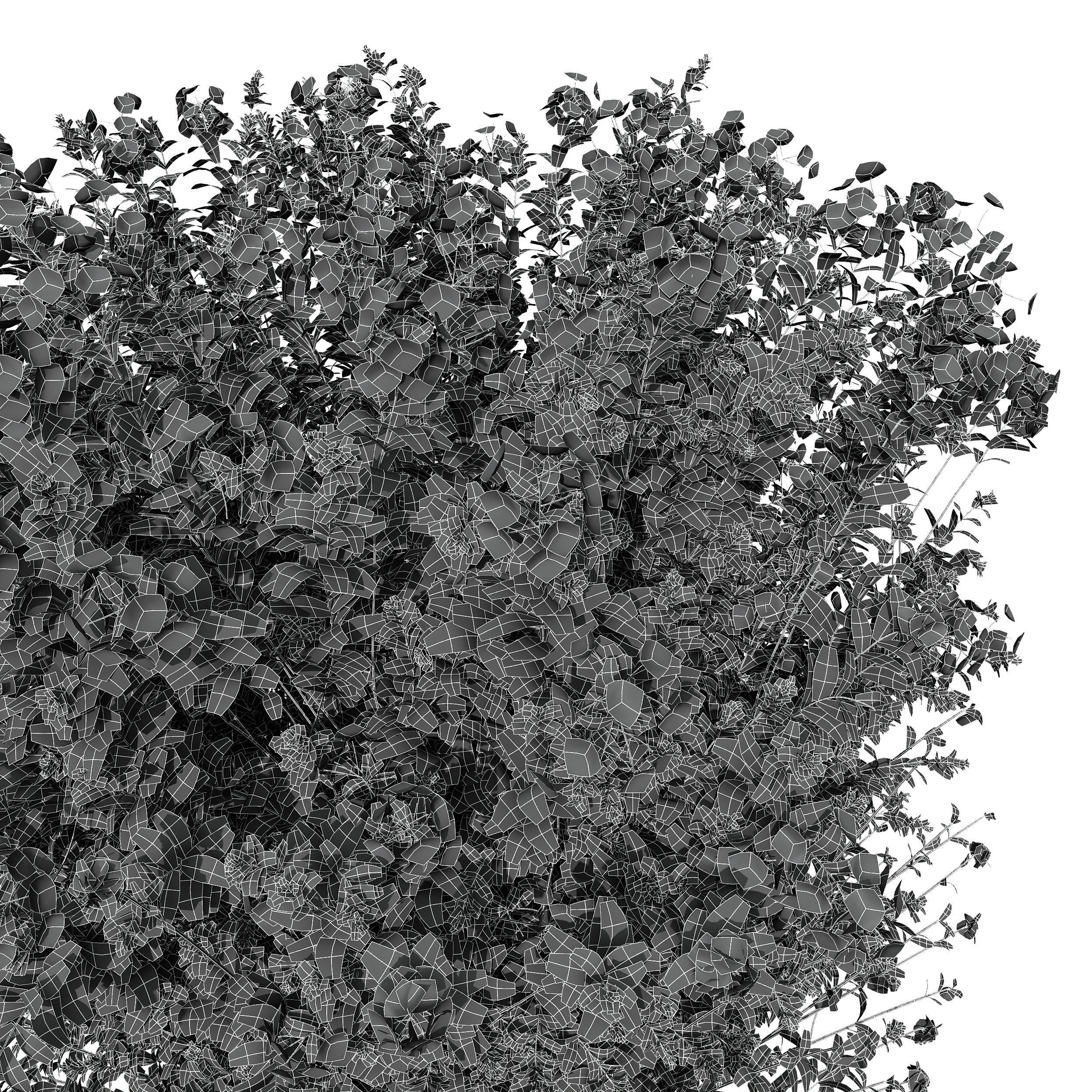Ceratostigma Plumbaginoides Bleiwurz Box Bush 3D model_6