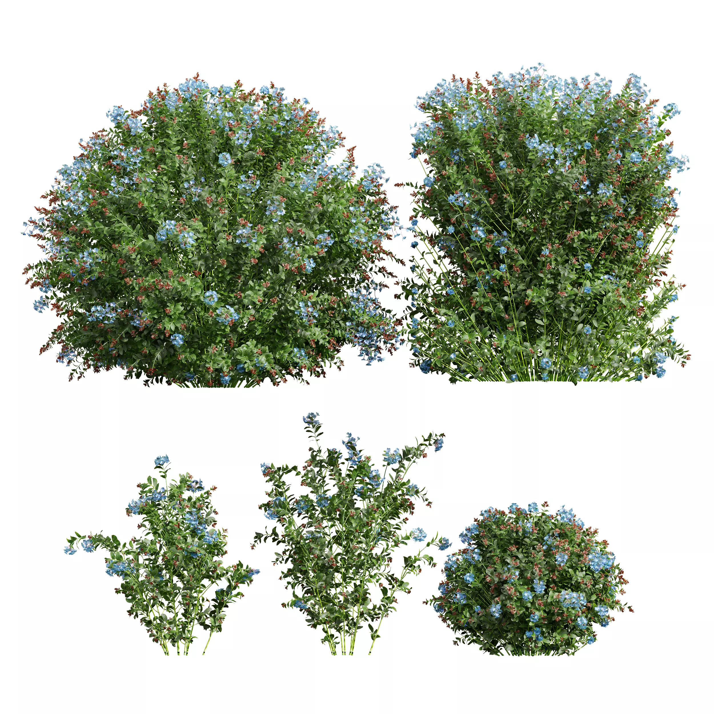 Ceratostigma Plumbaginoides Bleiwurz Box Bush 3D model_0