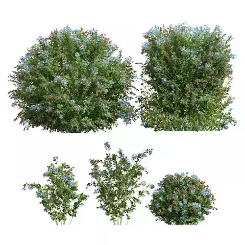 Ceratostigma Plumbaginoides Bleiwurz Box Bush 3D model