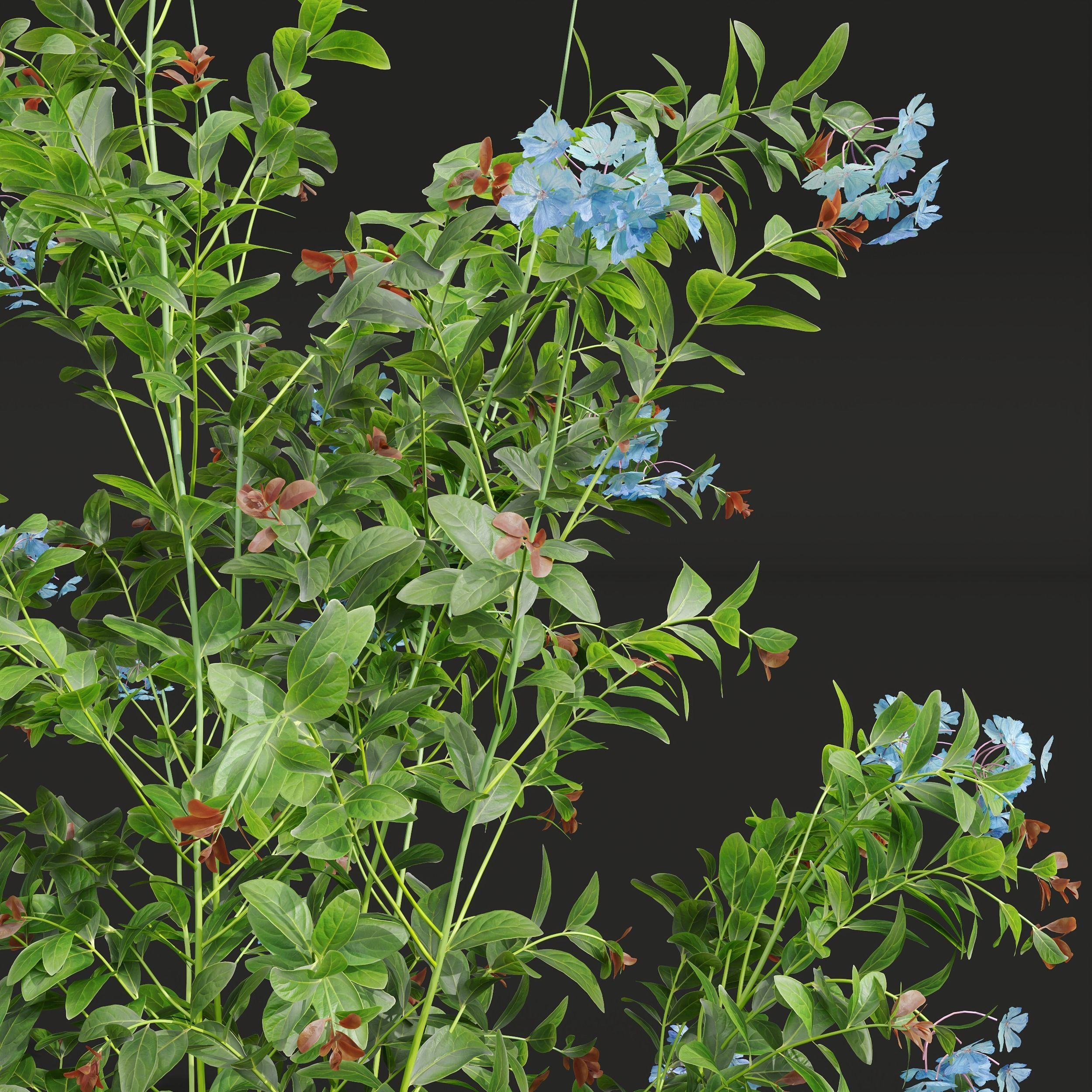 Ceratostigma Plumbaginoides Bleiwurz Box Bush 3D model_3