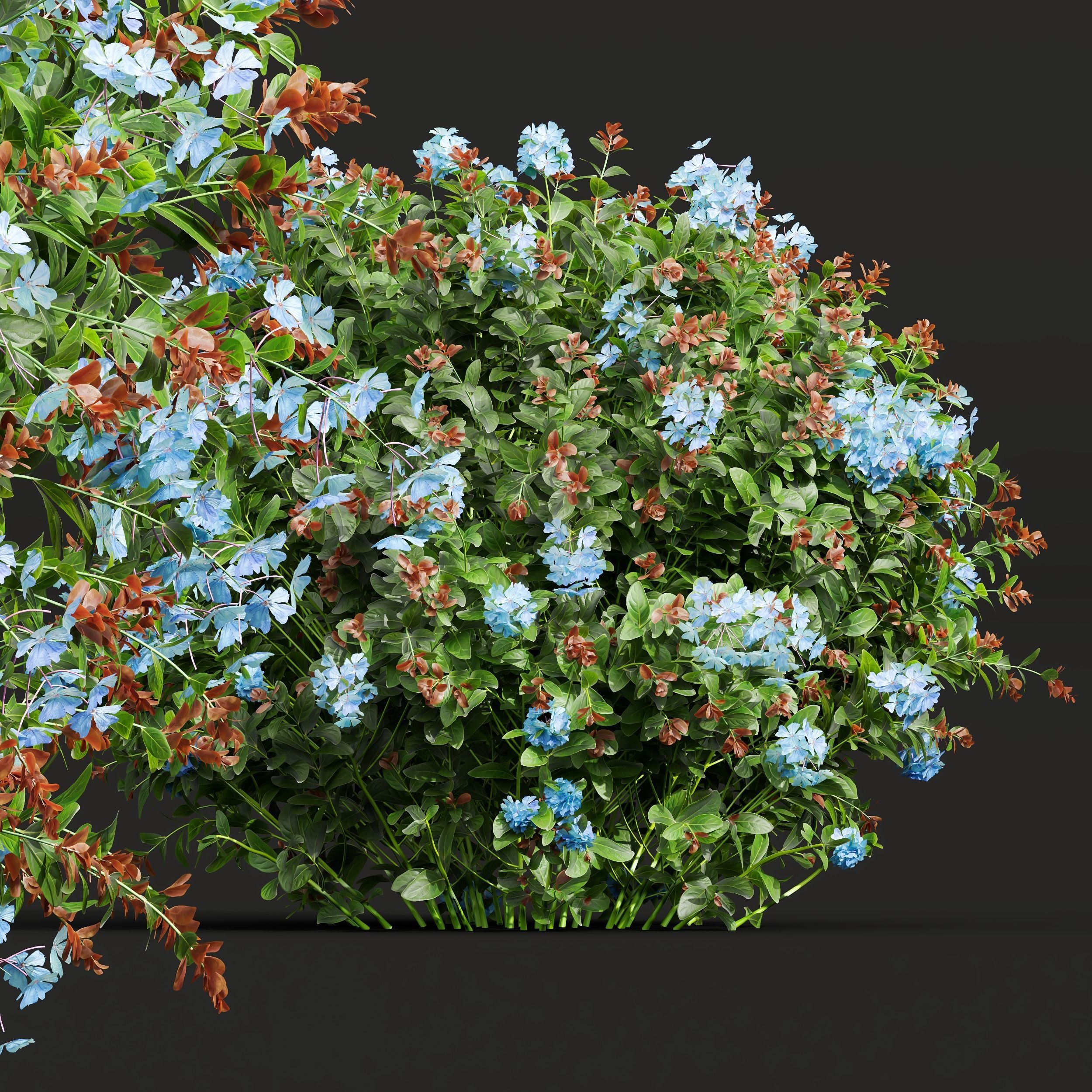 Ceratostigma Plumbaginoides Bleiwurz Box Bush 3D model_2