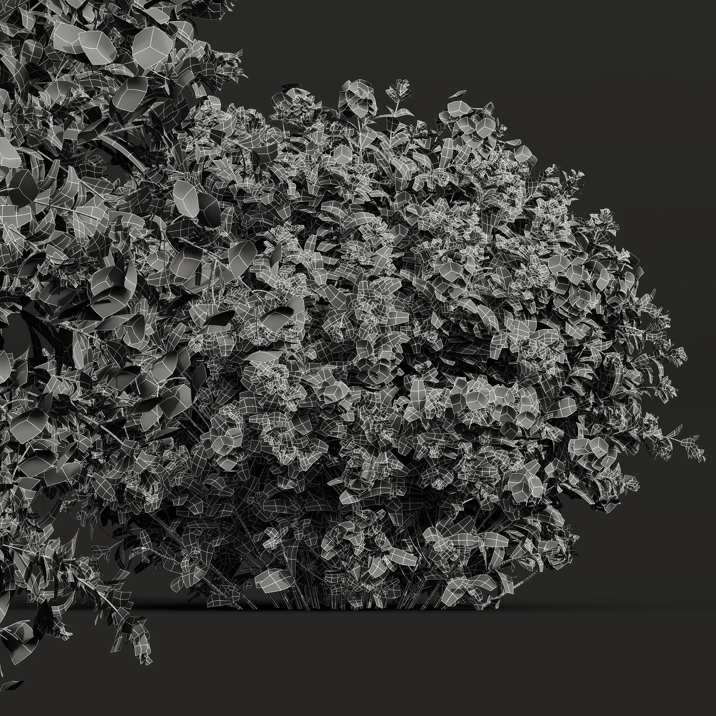 Ceratostigma Plumbaginoides Bleiwurz Coronilla Valentina Glauca 3D model_5