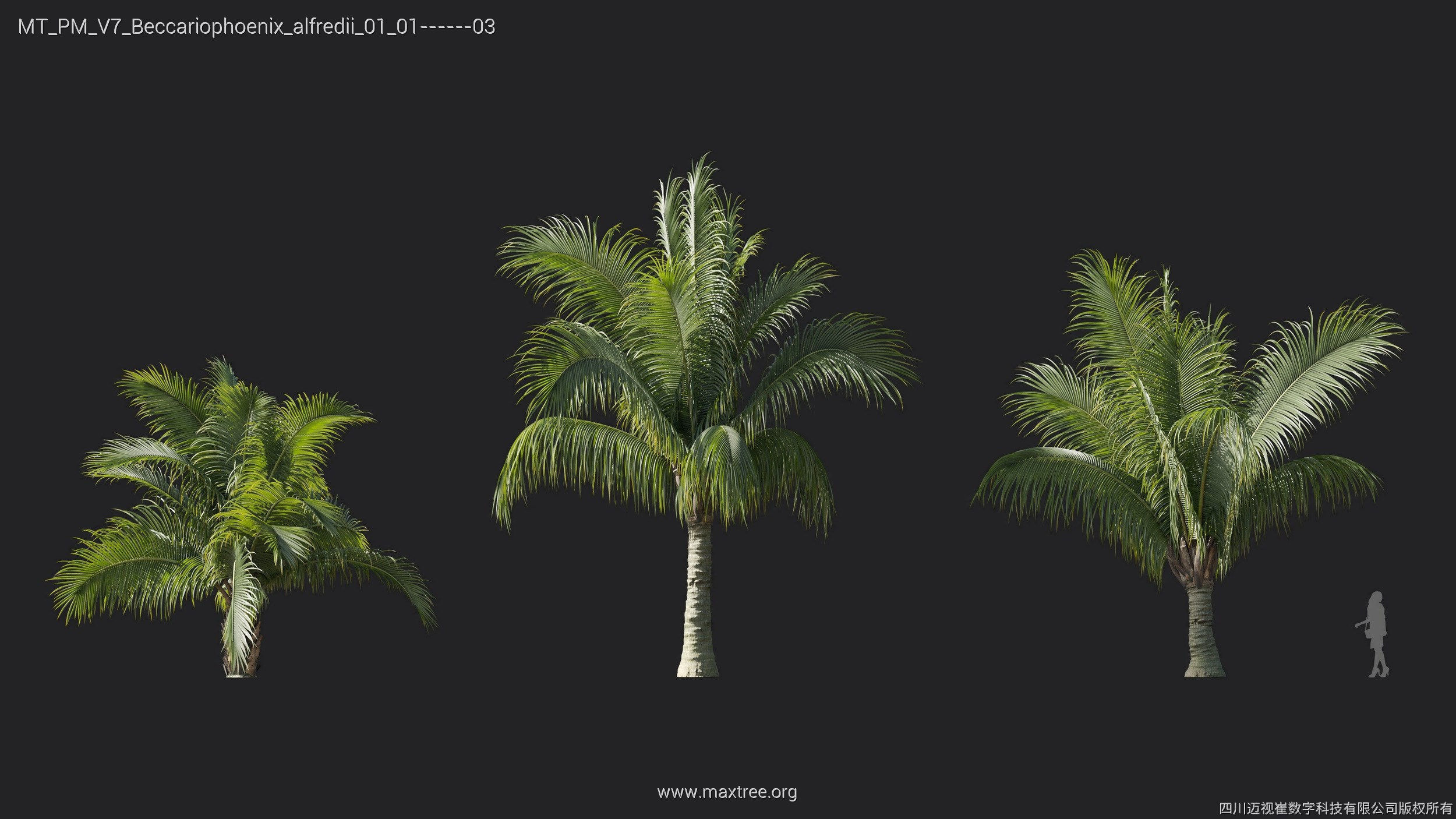 Maxtree Plant Models Vol 7 - Mesh 3D model_4
