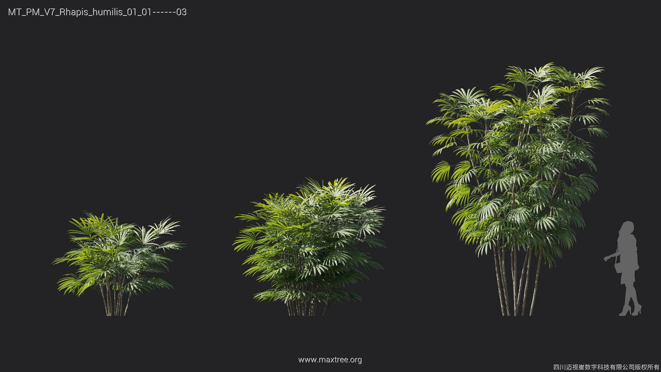 Maxtree Plant Models Vol 7 - Mesh 3D model_17