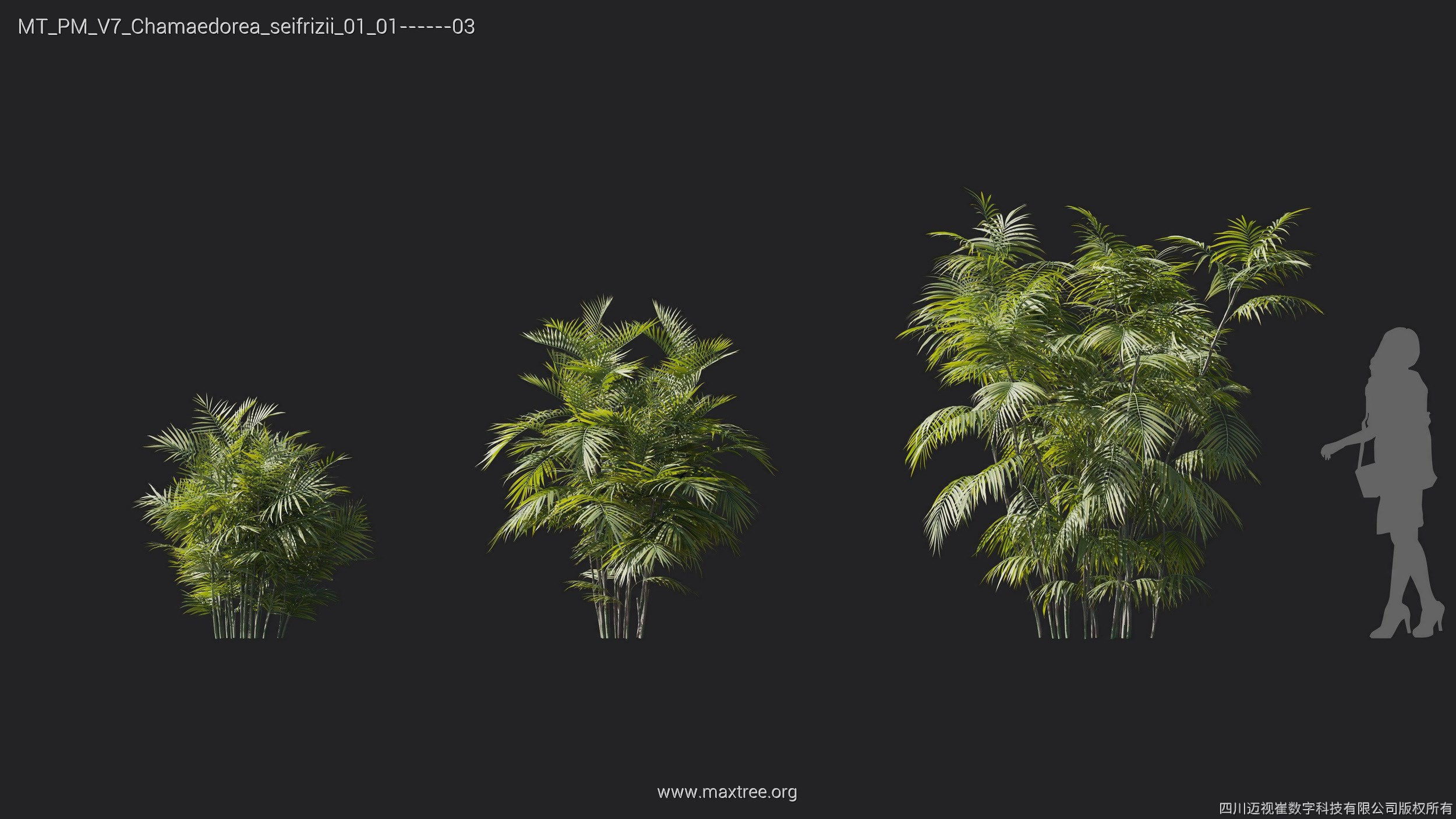 Maxtree Plant Models Vol 7 - Mesh 3D model_6