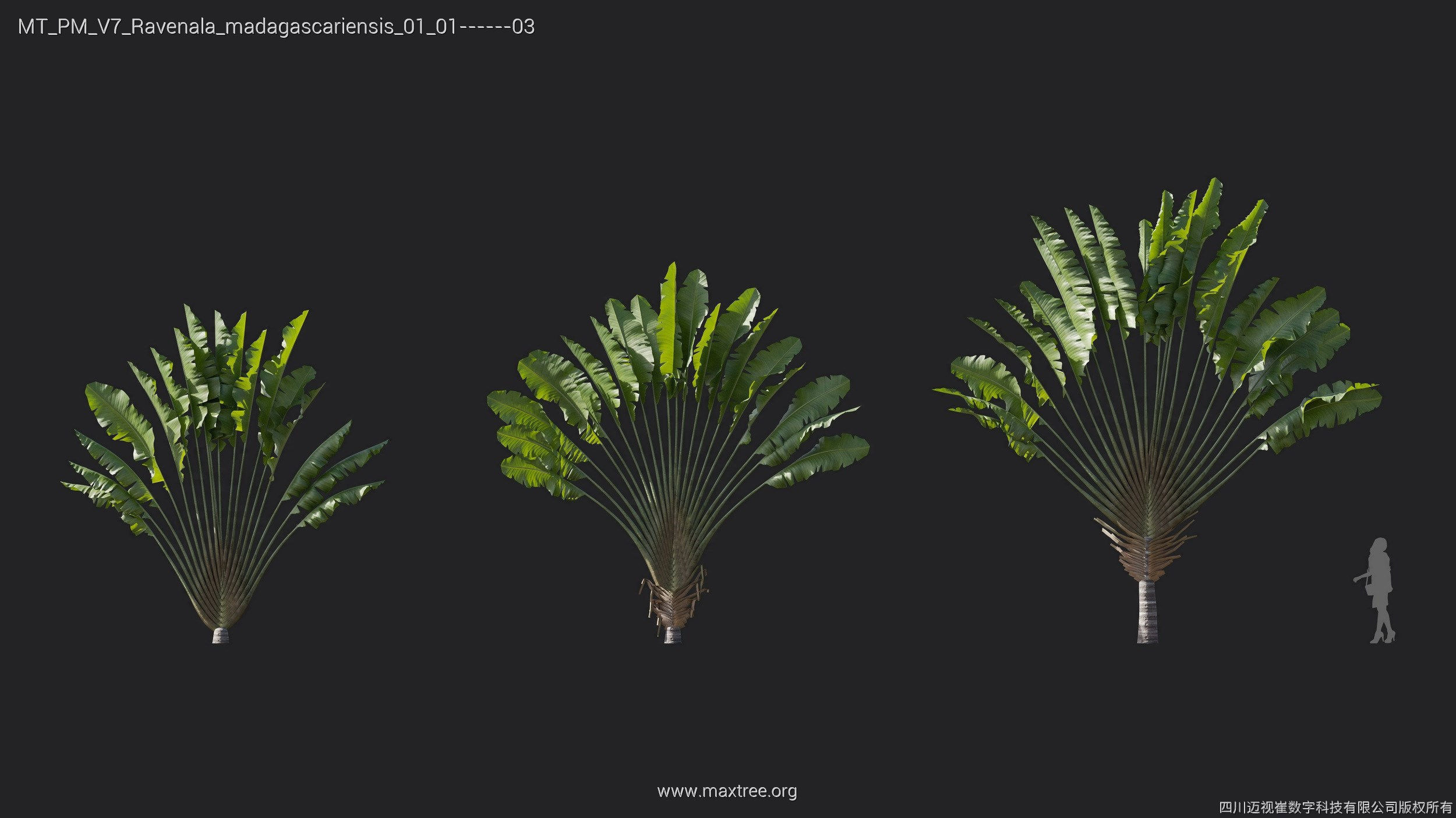 Maxtree Plant Models Vol 7 - Mesh 3D model_16