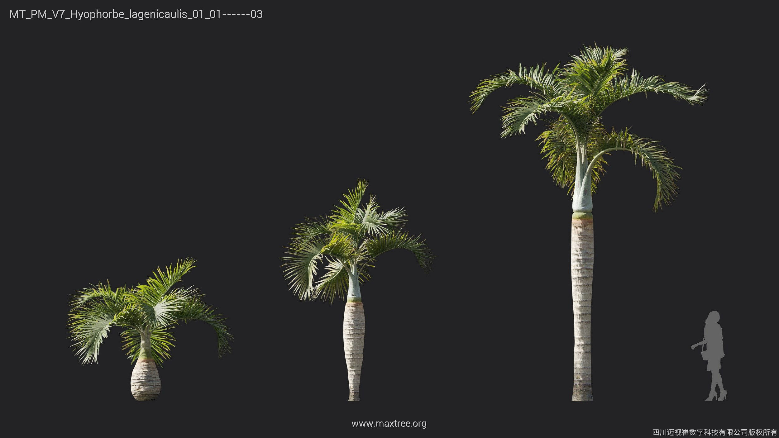 Maxtree Plant Models Vol 7 - Mesh 3D model_13