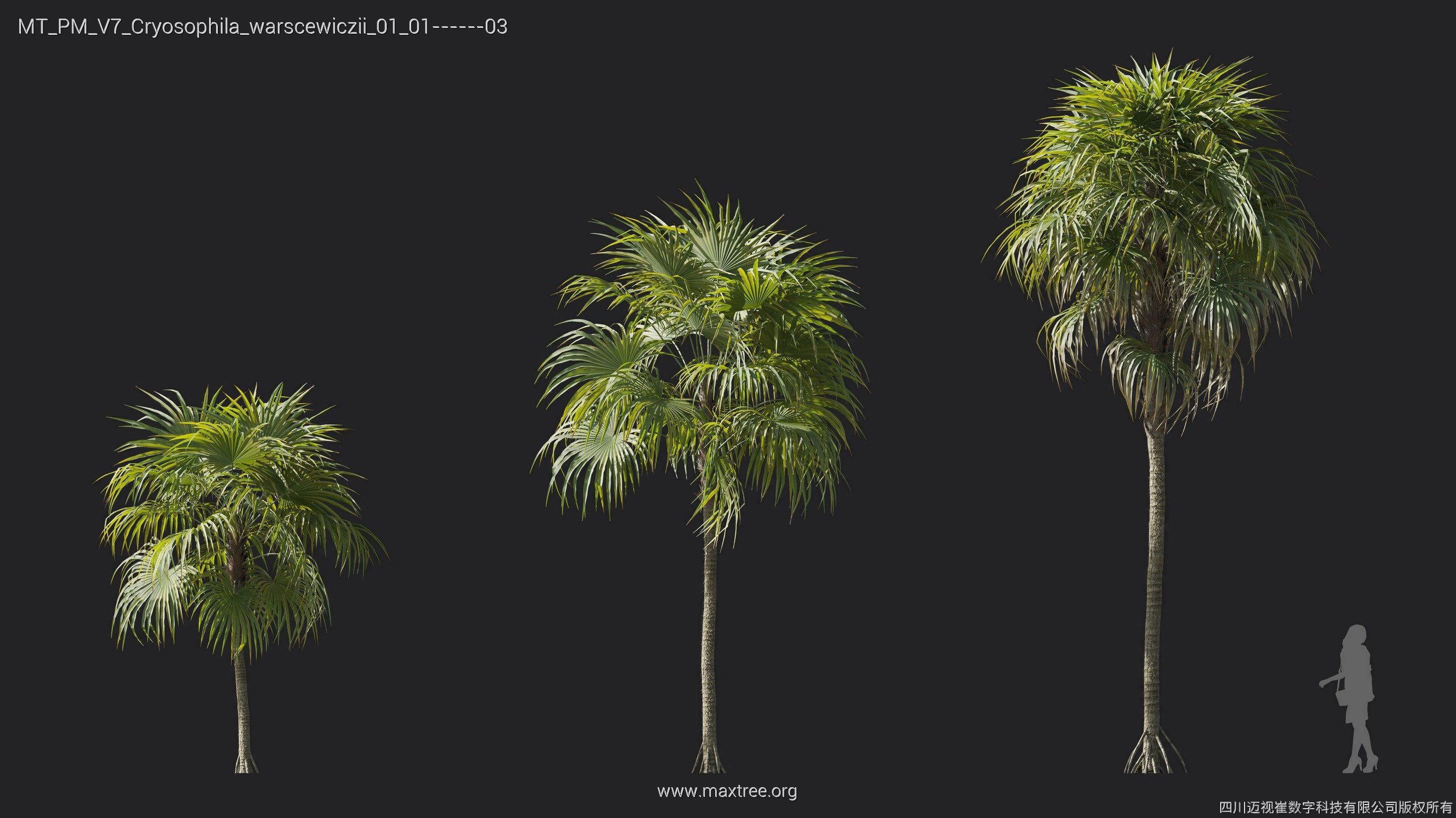 Maxtree Plant Models Vol 7 - Mesh 3D model_11