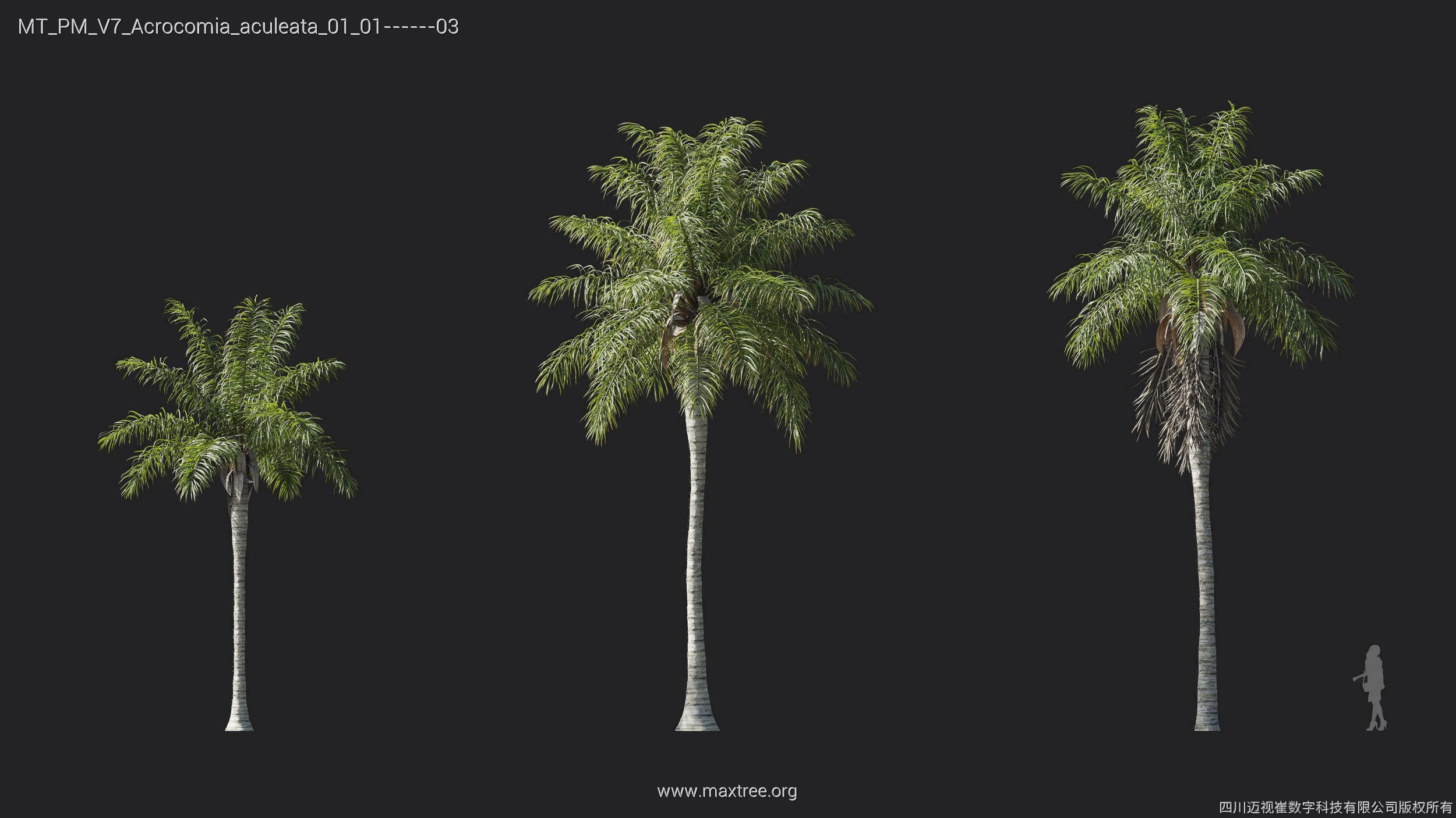 Maxtree Plant Models Vol 7 - Mesh 3D model_3