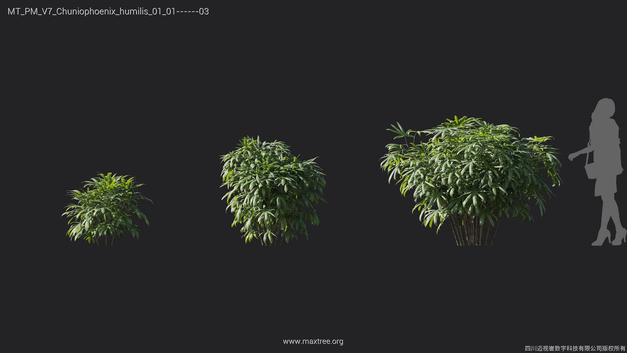 Maxtree Plant Models Vol 7 - Mesh 3D model_9
