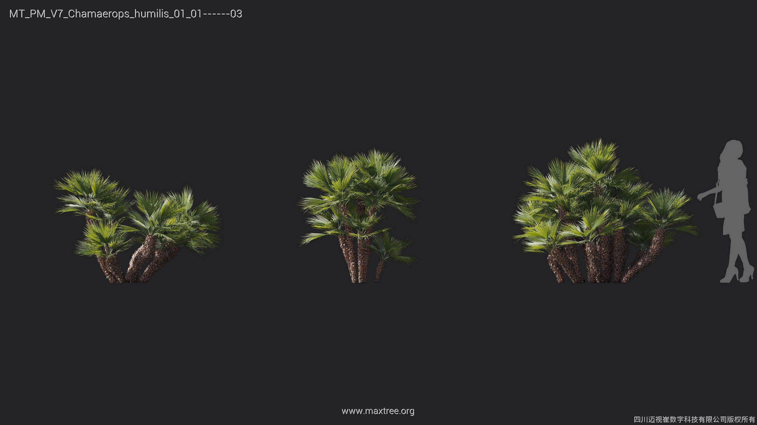 Maxtree Plant Models Vol 7 - Mesh 3D model_7
