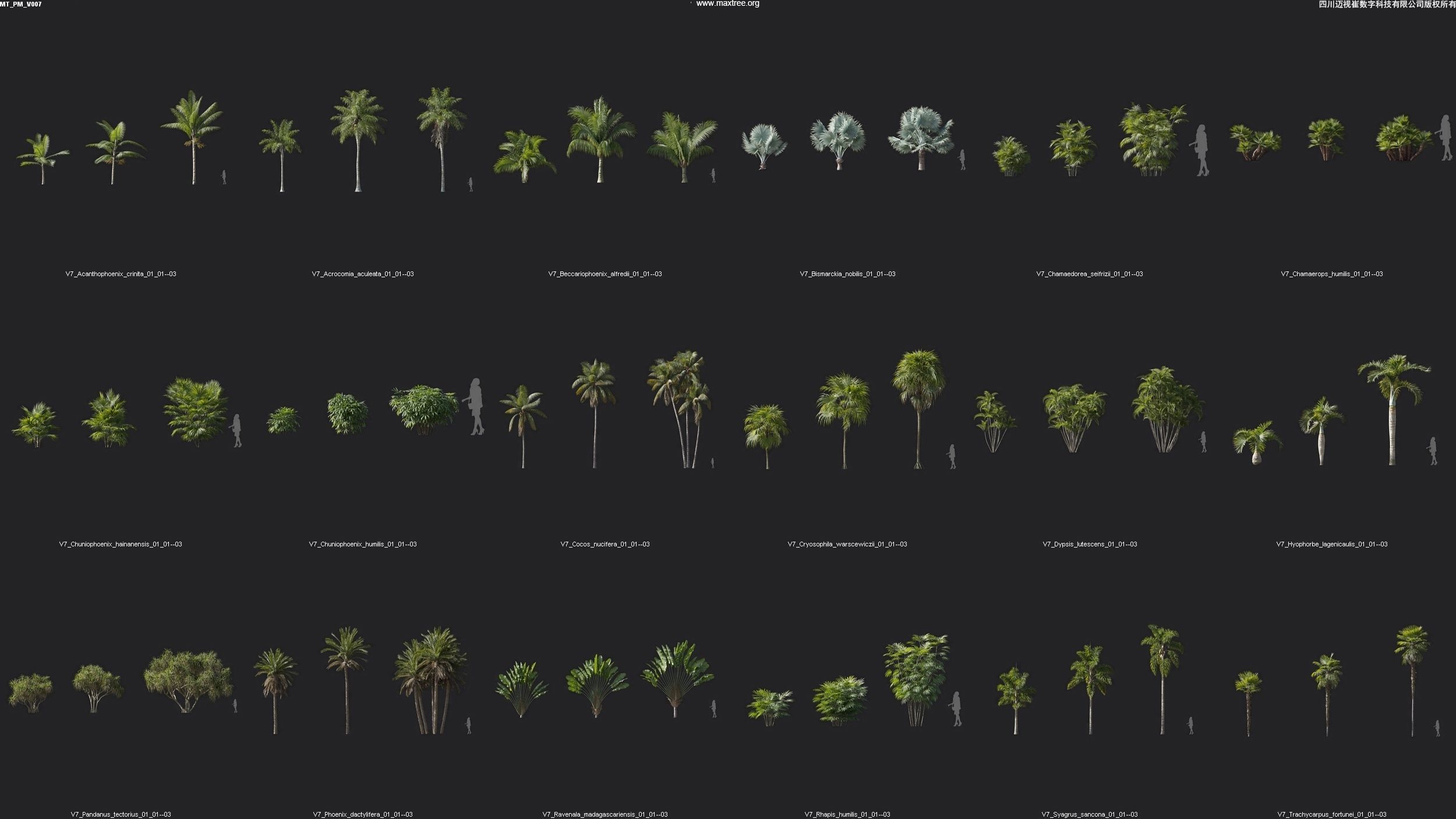 Maxtree Plant Models Vol 7 - Mesh 3D model_1