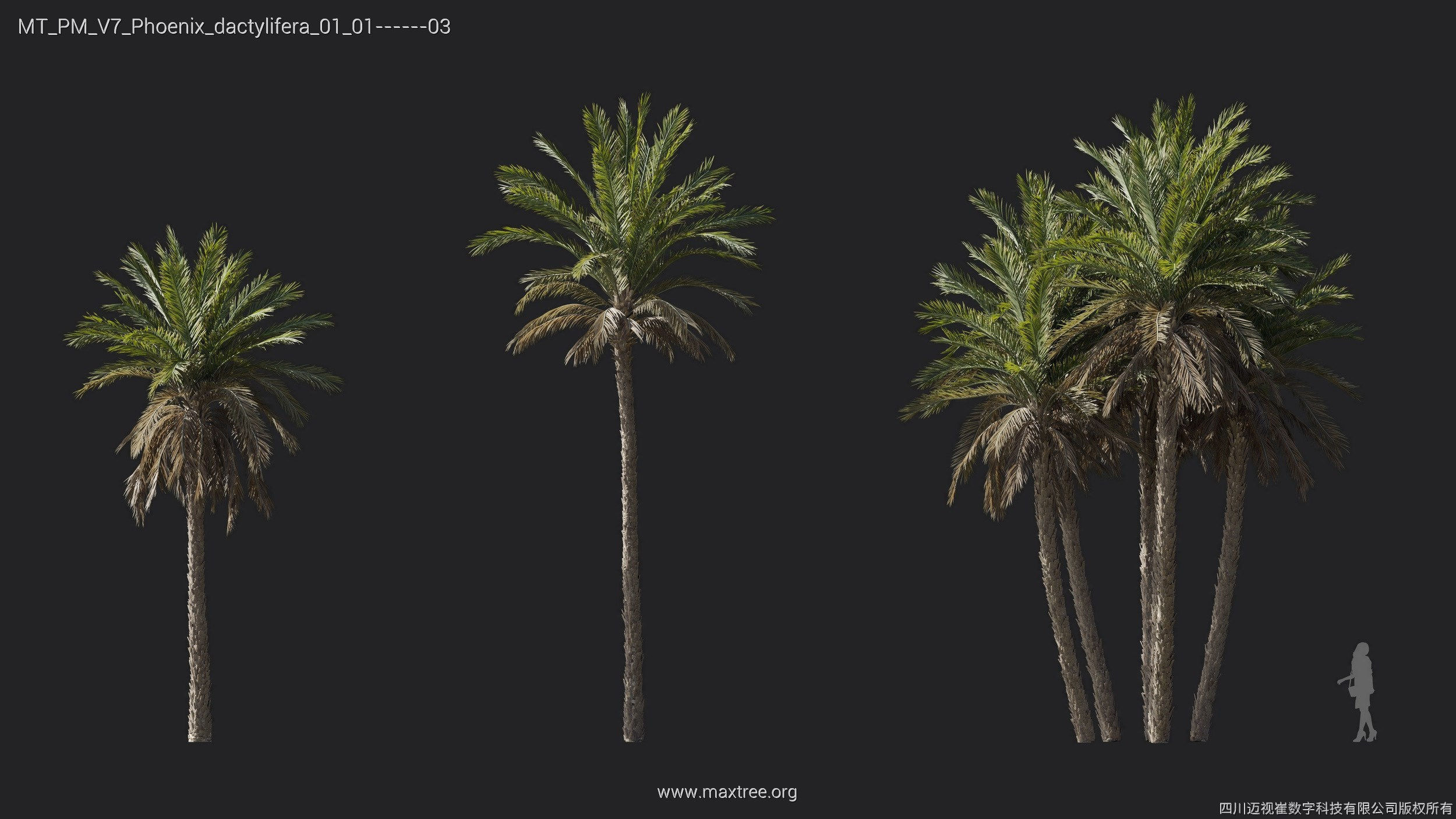 Maxtree Plant Models Vol 7 - Mesh 3D model_15