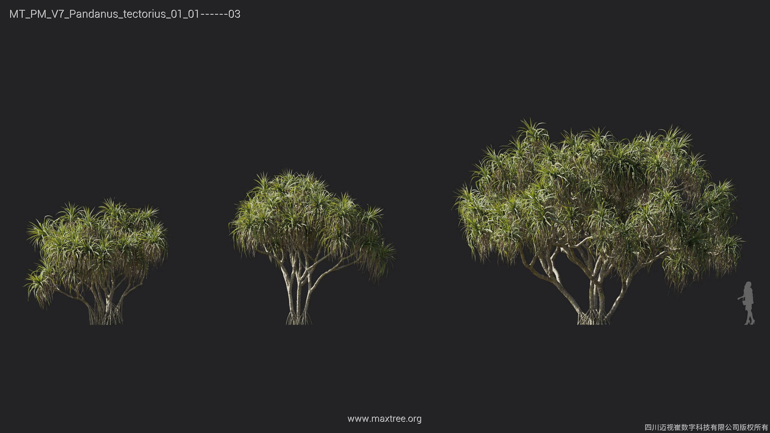 Maxtree Plant Models Vol 7 - Mesh 3D model_14