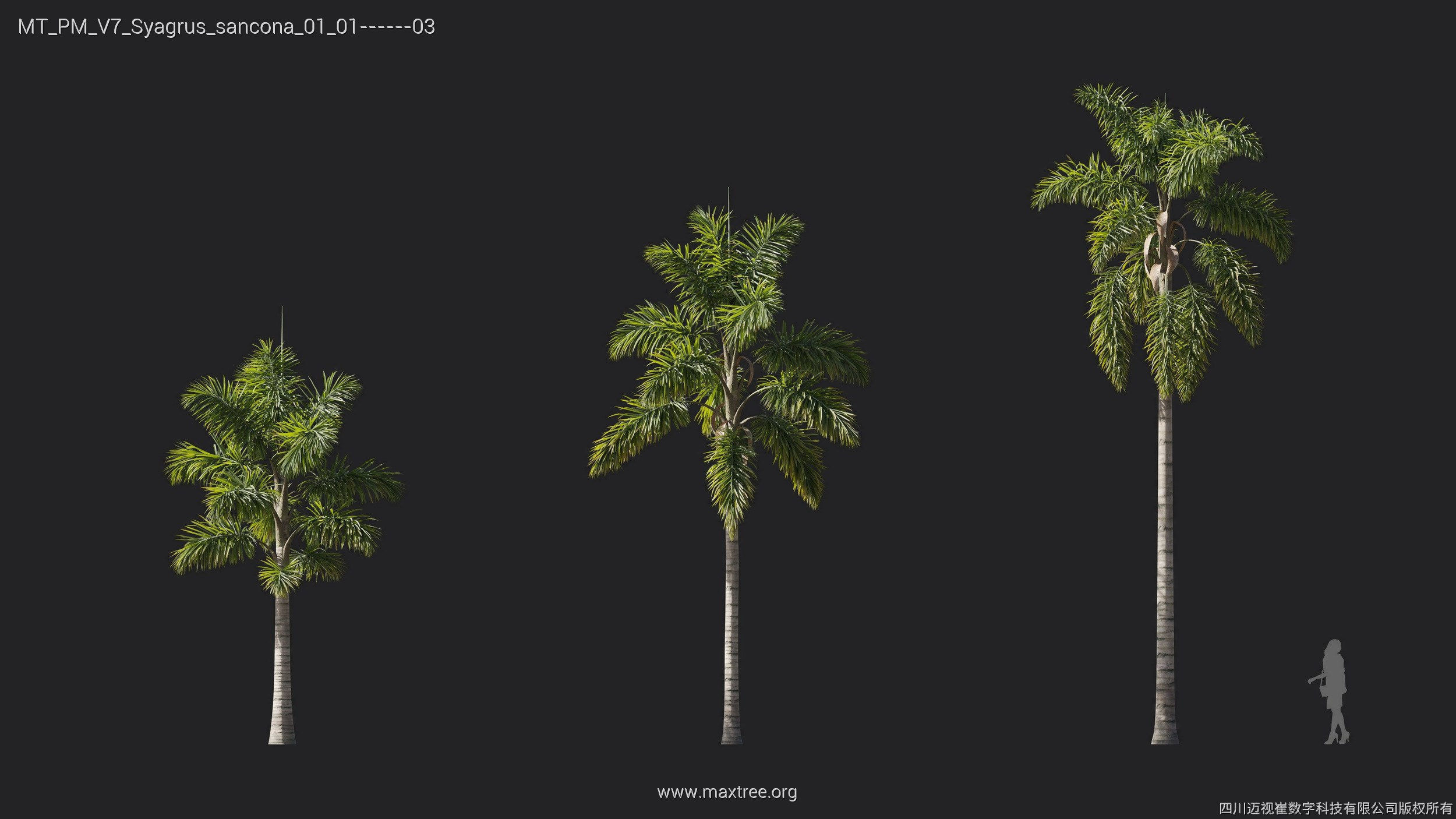 Maxtree Plant Models Vol 7 - Mesh 3D model_19