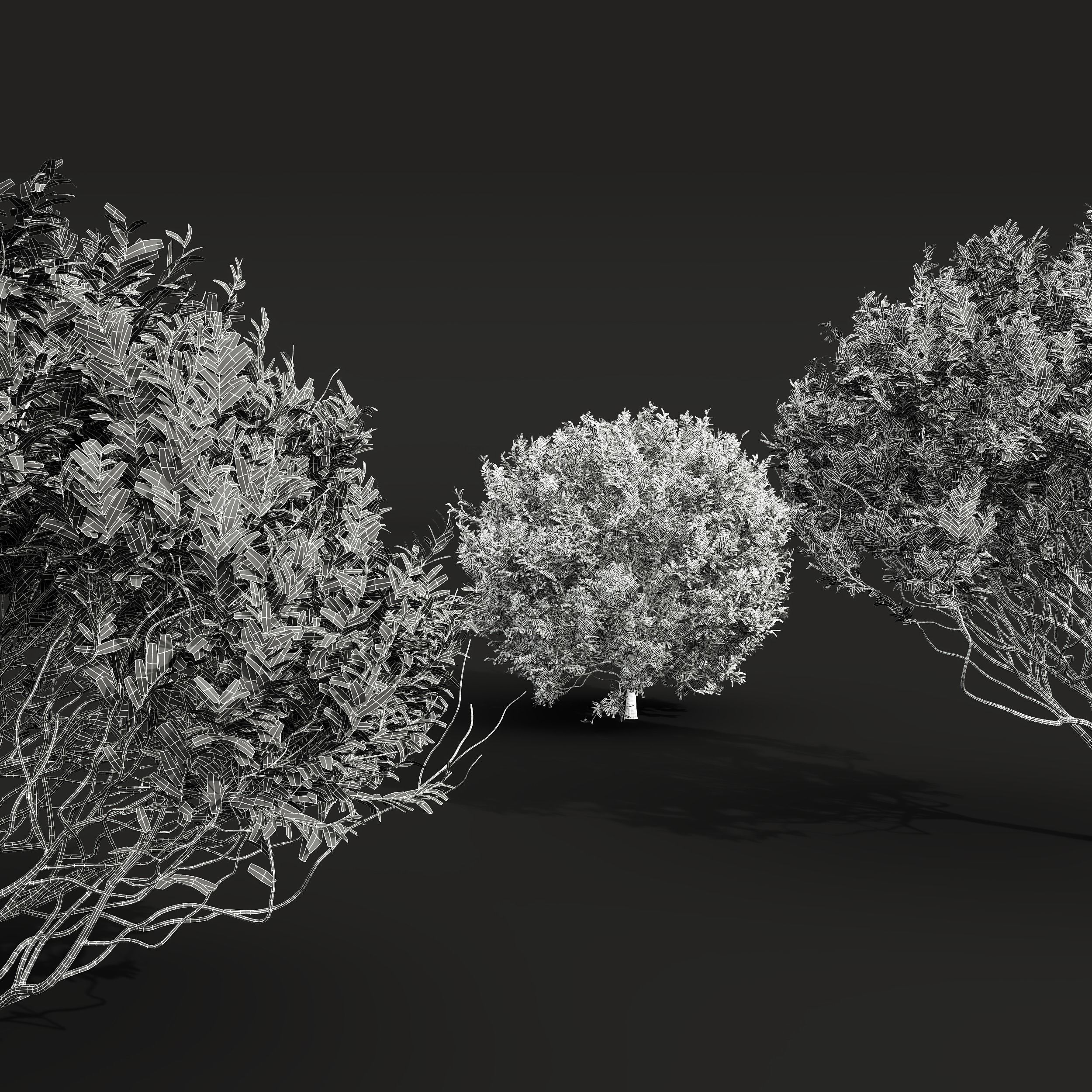 Cistus Albidus Zistrose Ficus Concinna Bonsai Pruned 3D model_3