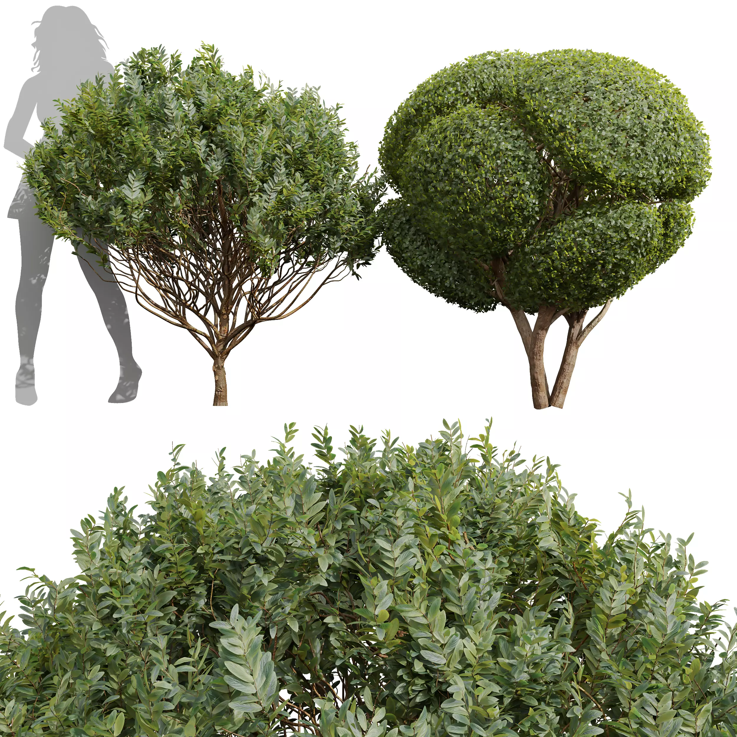 Cistus Albidus Zistrose Ficus Concinna Bonsai Pruned 3D model_0