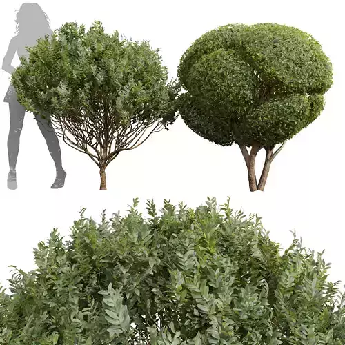 Cistus Albidus Zistrose Ficus Concinna Bonsai Pruned 3D model