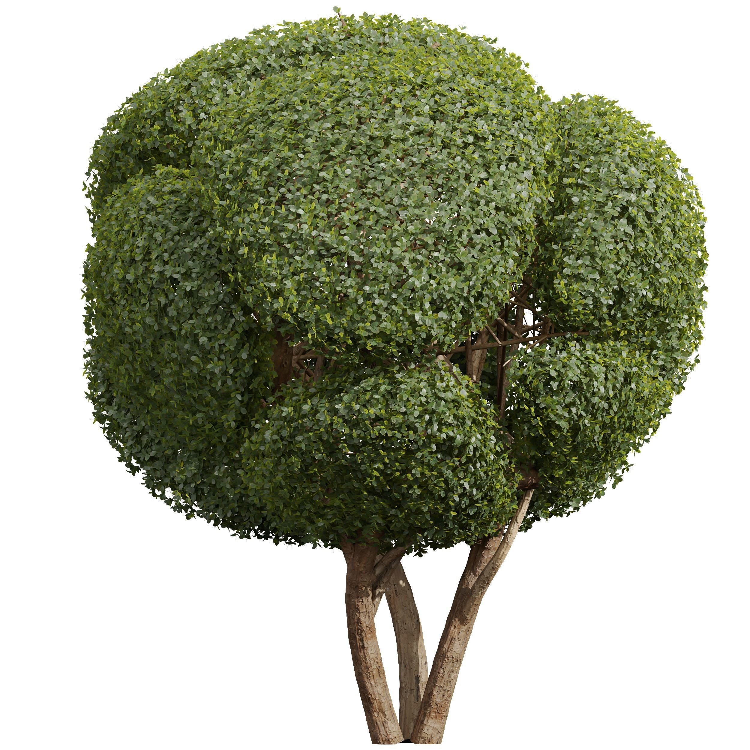 Cistus Albidus Zistrose Ficus Concinna Bonsai Pruned 3D model_1