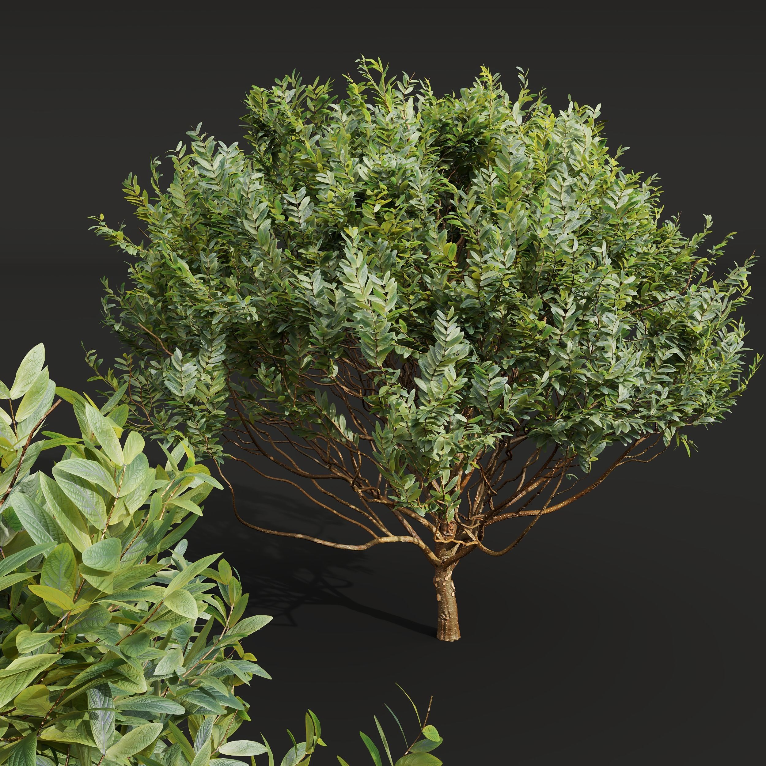 Cistus Albidus Zistrose Ficus Concinna Bonsai Pruned 3D model_2